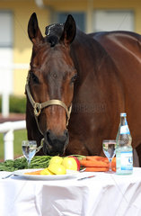 Iffezheim  Deutschland  ein Pferd frisst von einem gedeckten Tisch