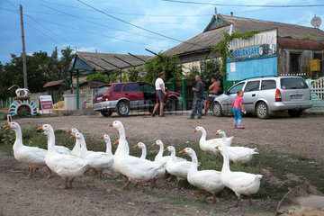 Republik Moldau  Strassenszene mit Gaensen in einem Dorf