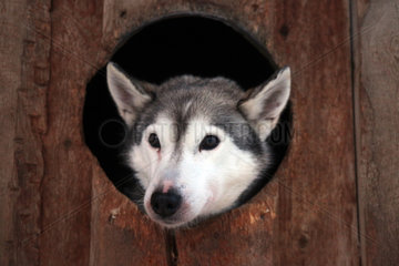 Aekaeskero  Finnland  Siberian Husky schaut aus dem Loch einer Holzkiste heraus