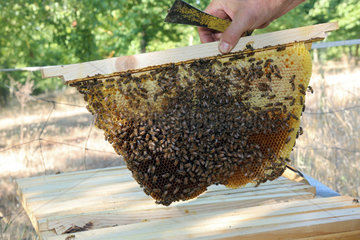 Castel Giorgio  Italien  Honigbienen auf Naturbauwaben
