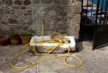 Molivos  Griechenland  eine Katze spielt mit einem Wasserschlauch
