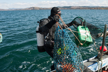 Tobermory  Grossbritannien  Muscheltaucher holen Fang ein