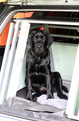 Neuenhagen  Deutschland  junger Labrador Retriever sitzt in einer Autotransportbox
