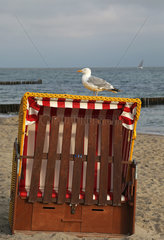 Kuehlungsborn  Deutschland  Silbermoewe steht auf einem verschlossenen Strandkorb