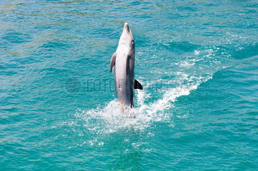 Puerto Plata  Dominikanische Republik  Delphinshow im Ocean World