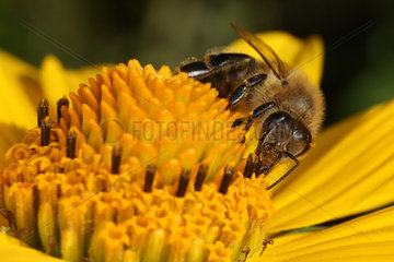 Berlin  Deutschland  Biene sammelt Nektar auf einer Sonnenblume