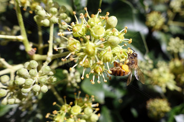 Taormia  Italien  Biene mit Pollenhoeschen sucht Nektar an einer Efeubluete