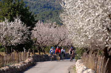 Alaro  Spanien  Mandelbluete und Fahrradfahrer auf Mallorca