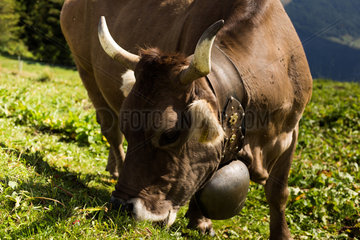 Riederalp  Schweiz  grasende Kuh