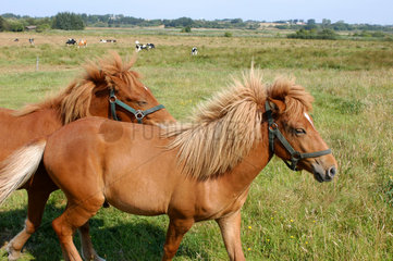 Vester Assels  Daenemark  Pferde auf einer Weide