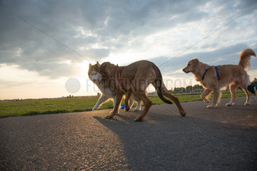 Berlin  Deutschland  Hunde spielen auf dem Tempelhofer Feld