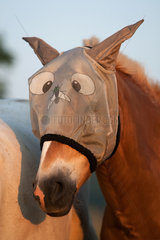 Britz  Deutschland  Pferd mit Fliegenschutzmaske im Portrait