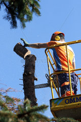 Magdeburg  Deutschland  Holzfaeller zerlegt von einer Hebebuehne aus einen grossen Tannenbaum