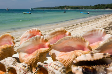 Punta Rucia  Dominikanische Republik  Muscheln am Strand Paradise Island