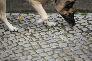 Berlin  Hund nimmt Faehrte auf