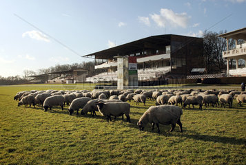 Hoppegarten  Deutschland  eine Herde Dorperschafe grast vor der Tribuene der Galopprennbahn