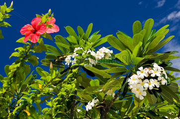 Rotoava  Franzoesisch-Polynesien  bluehende Straeucher