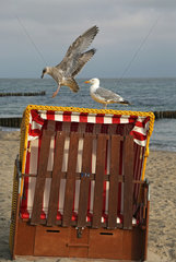 Kuehlungsborn  Deutschland  junge Silbermoewe ist im Anflug auf einen verschlossenen Strandkorb