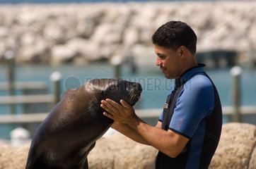 Puerto Plata  Dominikanische Republik  Seeloewen-Show im Ocean World