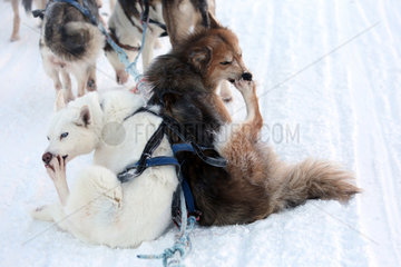 Aekaeskero  Finnland  Siberian Huskies knabbern an ihren kalten Pfoten