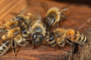 Berlin  Deutschland  Honigbienen bei der Futteruebergabe