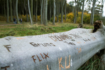 Nienhagen  Deutschland  eingeritzter Baumstamm im Gespensterwald Nienhagen