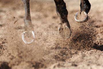 Neuenhagen  Deutschland  Detailaufnahme  Pferdebeine galoppieren auf Sand