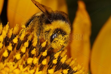 Torre Alfina  Italien  Erdhummel sammelt Pollen aus einer Sonnenblume