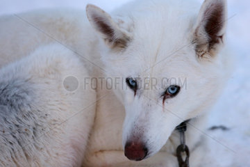 Aekaeskero  Finnland  Siberian Husky liegt im Schnee