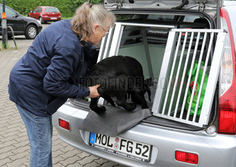 Neuenhagen  Deutschland  Frau hebt einen jungen Labrador Retriever in eine Autotransportbox