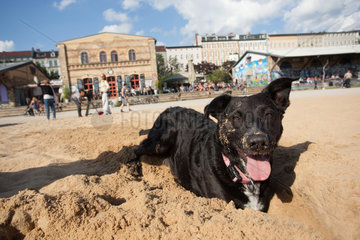 Berlin  Deutschland  Hunde buddeln im Sand im Goerlitzer Park in Kreuzberg