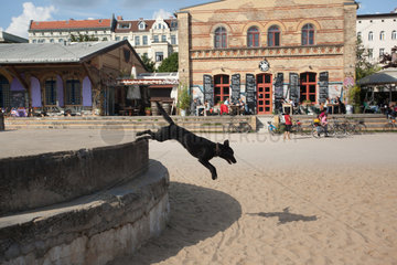 Berlin  Deutschland  Hund im Goerlitzer Park in Kreuzberg