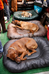 Berlin  Deutschland  Hunde schlafen auf Liegekissen an einem Verkaufsstand