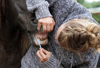 Schwerin  Deutschland  Frau reinigt die Zaehne eines Pferdes