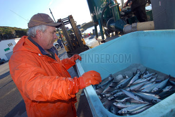 Quirpon  Kanada  Fischer mit seinem Fang im Hafen