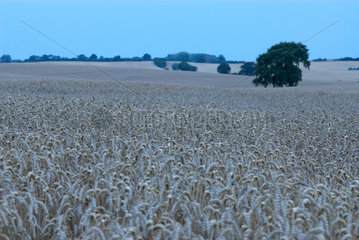 Manderow  Deutschland  Getreidefelder am Morgen