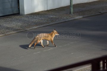 Berlin  Deutschland  ein Fuchs streift durch die Strassen in Charlottenburg