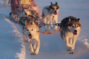 Aekaeskero  Finnland  Siberian Huskies ziehen einen Hundeschlitten