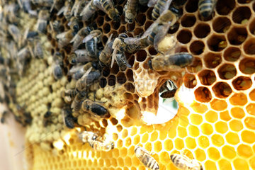 Berlin  Deutschland  Bienen auf einer Bienenzarge mit Brutwaben und Schwarmzelle