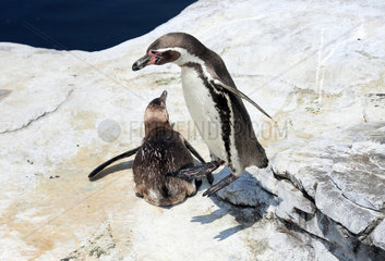 Stralsund  Deutschland  Humboldt-Pinguine