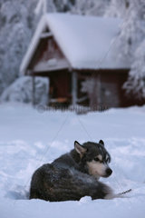 Aekaeskero  Finnland  Siberian Husky liegt im Schnee