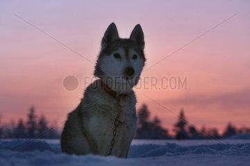 Aekaeskero  Finnland  Siberian Husky sitzt bei Sonnenuntergang im Schnee