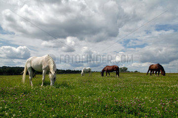 Mimberg  Deutschland  Pferde grasen auf der Weide