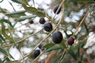 Tirei  Italien  gruene Oliven wachsen an den Zweigen eines Olivenbaums
