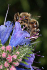 Berlin  Deutschland  Biene sammelt Nektar auf einer blauen Bluete
