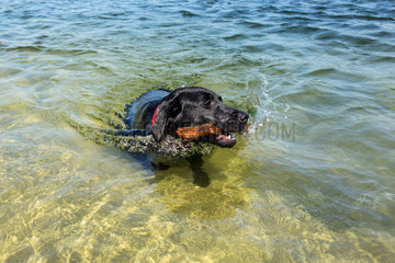 Marienwerder  Deutschland  Labrador apportiert Stock aus einem See