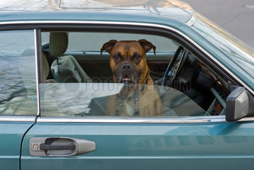 Berlin  Deutschland  Hund auf dem Beifahrersitz eines Autos