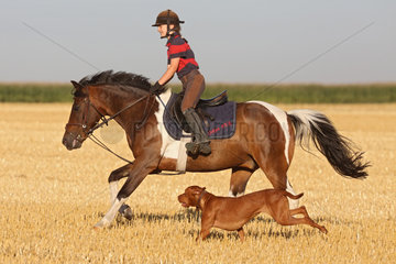 Ingelheim  Deutschland  Maedchen reitet auf einem Pony in Begleitung ihres Hundes ueber ein gemaehtes Feld