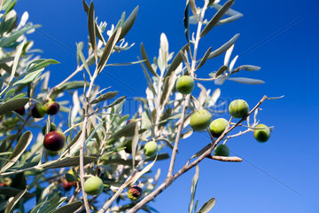 Faro  Portugal  Oliven am Olivenbaum