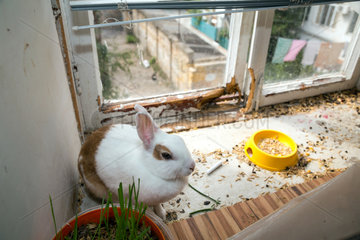 Odessa  Ukraine  Kaninchen in einem Verschlag vor dem Fenster